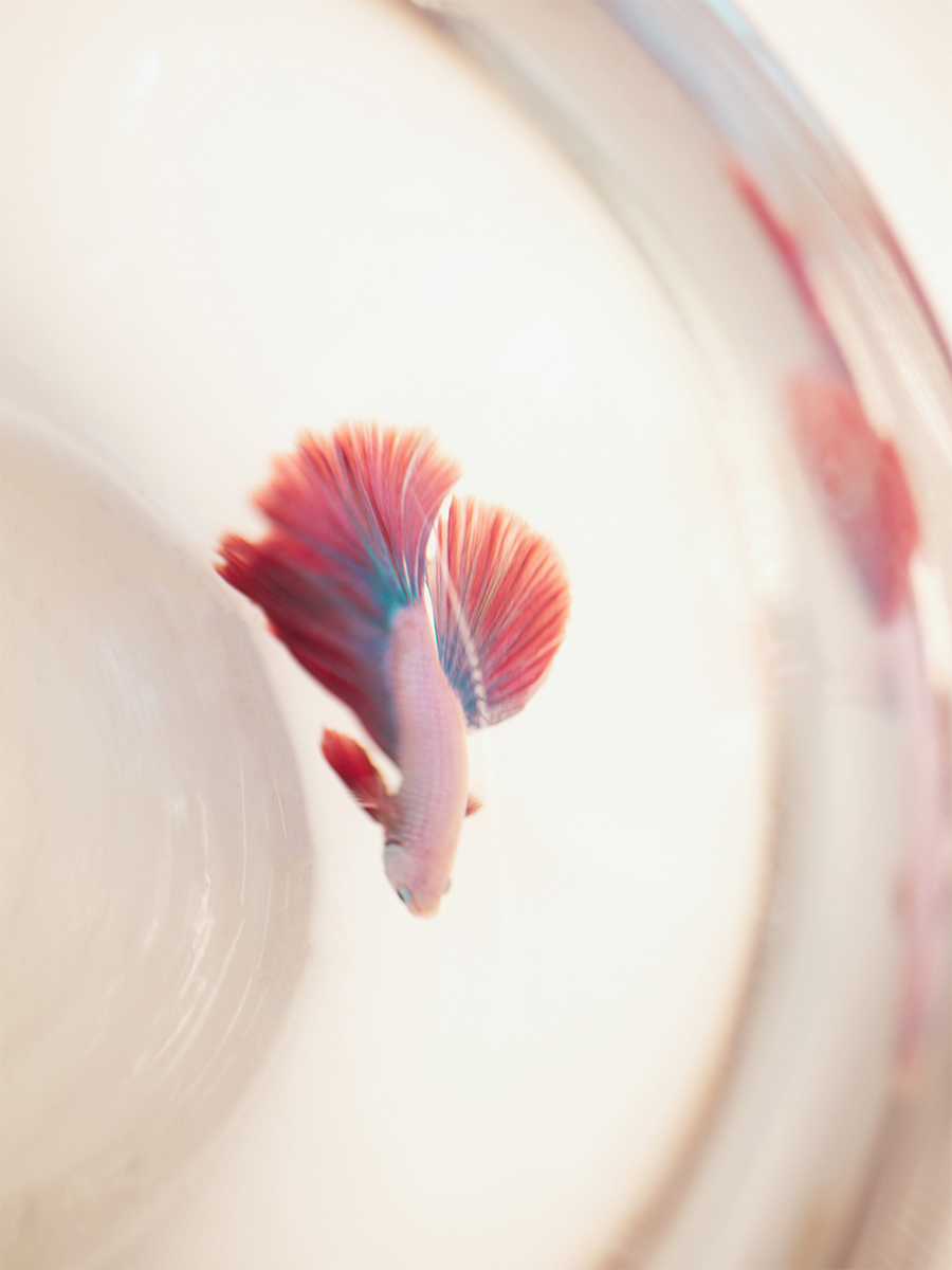 Portefeuille en cuir rouge LePortefeuille Alice - Star Flamme photo focus matiere