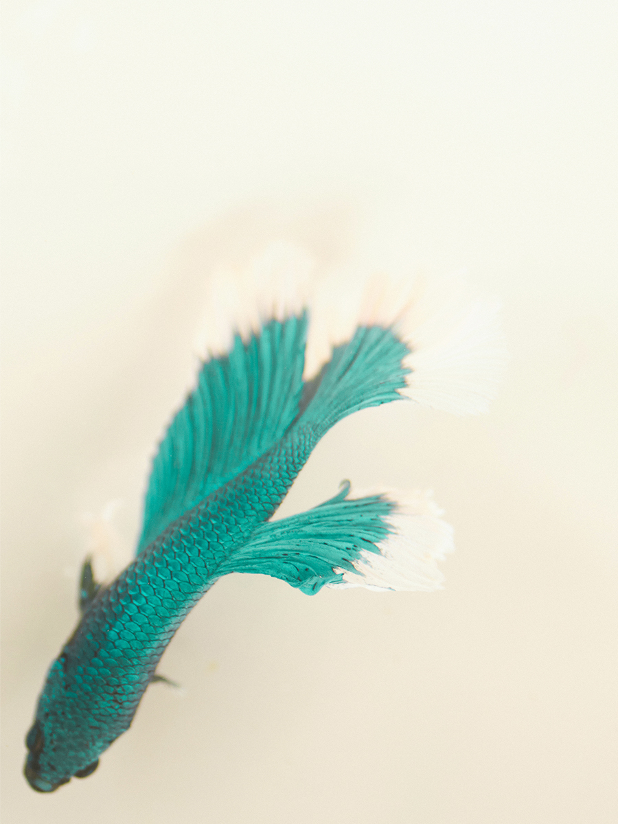 Pochette en cuir bleu LeGustave M - Star Lagon vue cote