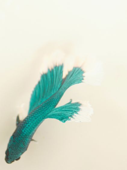 L'Étui à Lunettes - Star Lagon 